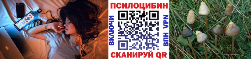Псилоцибиновые грибы Psilocybe  Купить закладки  Аркадак 